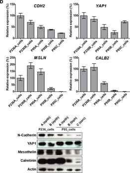 MSLN Antibody