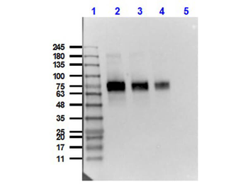 MSLN Antibody