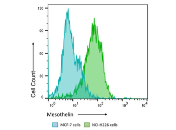 MSLN Antibody