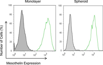 MSLN Antibody
