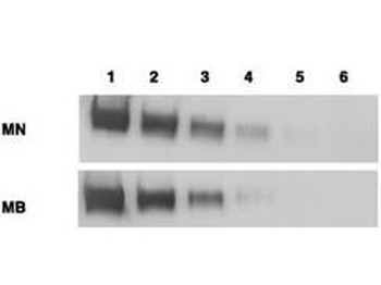 MSLN Antibody