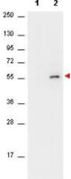 AKT1 Antibody