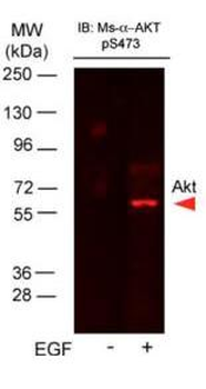 AKT1 Antibody