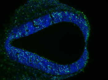 BrdU Antibody
