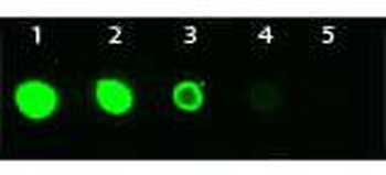 AKT3 Antibody (FITC)