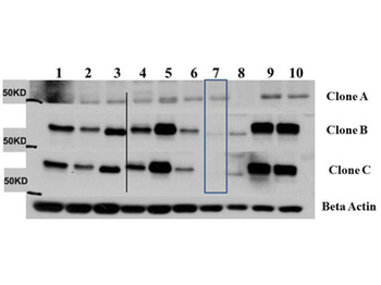 AKT3 Antibody (FITC)