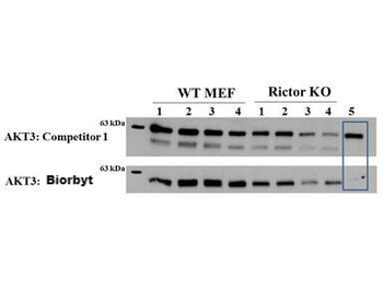 AKT3 Antibody (FITC)