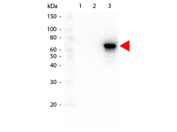 AKT3 Antibody (FITC)