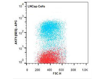AKT1 Antibody (FITC)