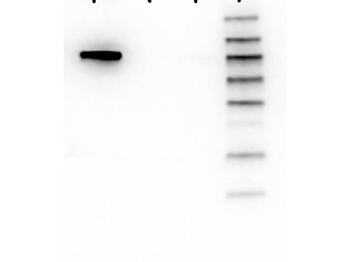 AKT1 Antibody (FITC)