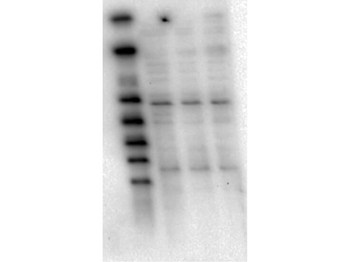 AKT1 Antibody (FITC)