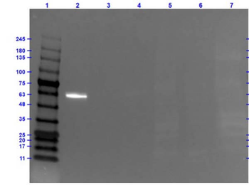 AKT1 Antibody (FITC)
