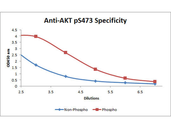 AKT1 Antibody (Biotin)