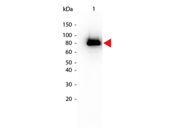 AKT1 Antibody (Biotin)