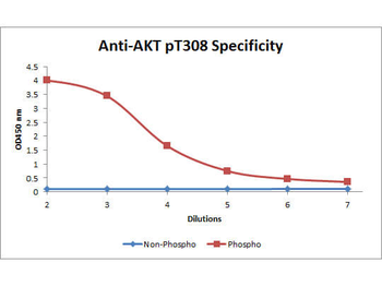 AKT1 Antibody (Biotin)