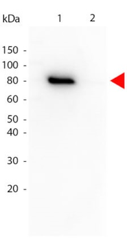 AKT1 Antibody (Biotin)