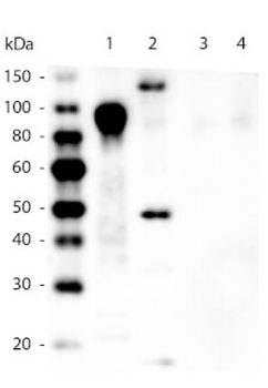 6X His Tag Antibody Biotin Conjugated