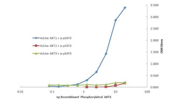 AKT1 Antibody (Biotin)