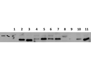 AKT1 Antibody (Biotin)