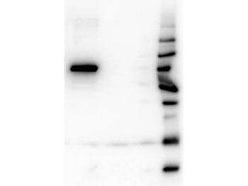 AKT1 Antibody (Biotin)
