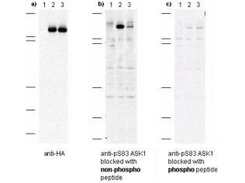 MAP3K5 Antibody