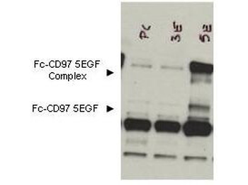 Cd97 Antibody