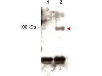 Stat1 Antibody