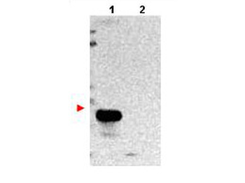 TMBIM1 Antibody