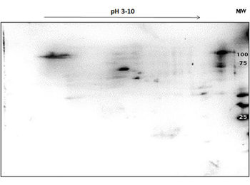 PARP1 Antibody