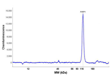 PARP1 Antibody