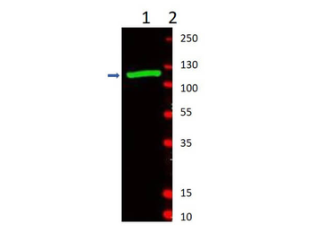lacZ Antibody