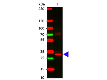 ansB Antibody