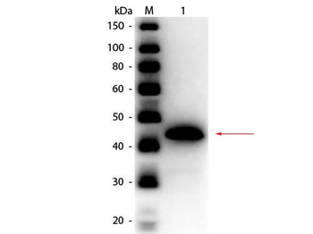 ADH1 Antibody (HRP)