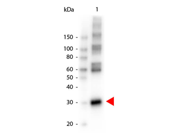 ansB Antibody (HRP)