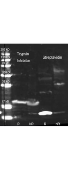 KTI3 Antibody (HRP)