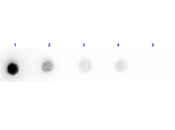 KTI3 Antibody (HRP)