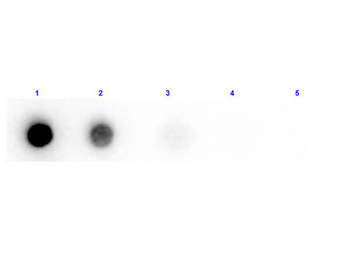 BMY1, AMYB Antibody (Biotin)