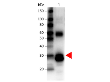 ansB Antibody (Biotin)