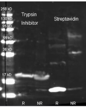 KTI3 Antibody (Biotin)