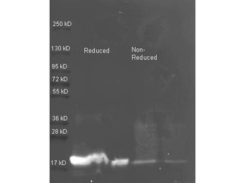 KTI3 Antibody (Biotin)