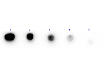 KTI3 Antibody (Biotin)