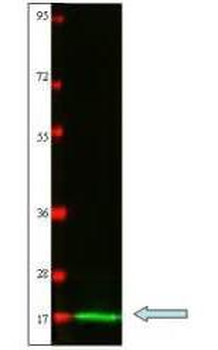 IL2 Antibody
