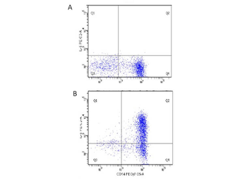 IL6 Antibody