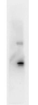 IL6 Antibody