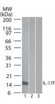 IL17F Antibody