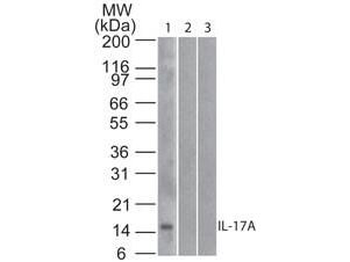 IL17A Antibody