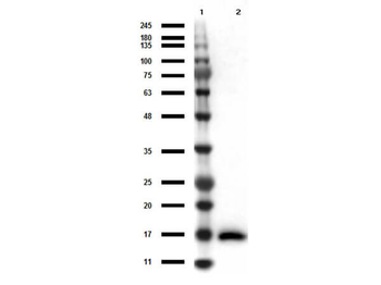IL17A Antibody