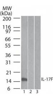 IL17F Antibody (Biotin)