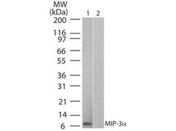 CCL20 Antibody (Biotin)