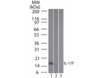 IL17F Antibody (Biotin)